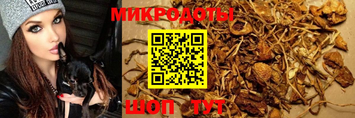 Псилоцибиновые грибы Cubensis Сочи